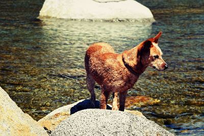 Sheep standing on rock by lake