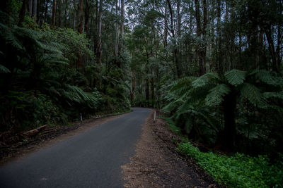 Empty road amidst trees in forest