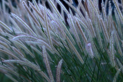 Close-up of grass