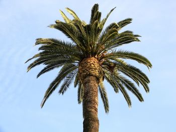 Low angle view of coconut palm tree against sky