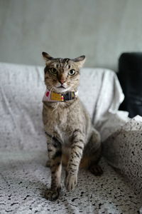 Portrait of cat sitting on floor
