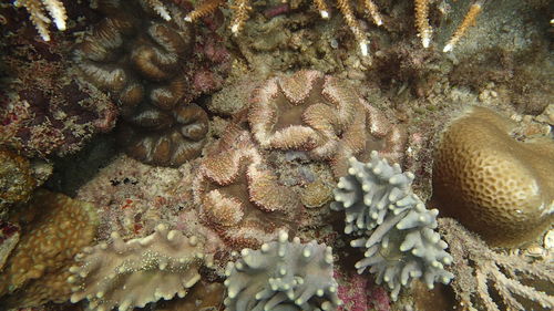 Close-up of coral in sea