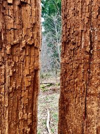 Close-up of pine tree trunk in forest