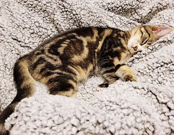 Close-up of cat lying on bed