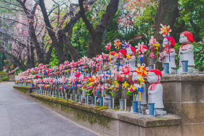 Colorful flowers in row
