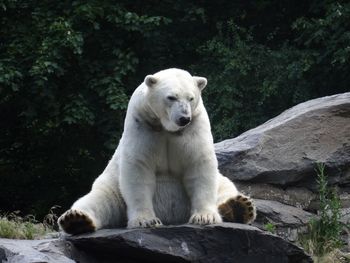 Polar bear sitting on rock