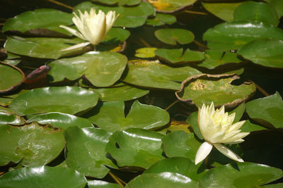 Full frame shot of lotus water lily in pond