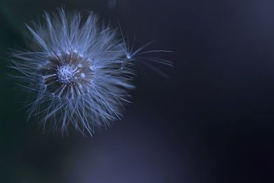 Close-up of dandelion against black background