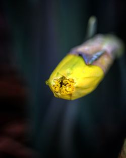 Close-up of yellow butterfly