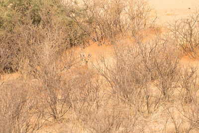 View of a cat on ground