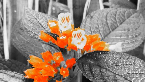 Close-up of flower blooming