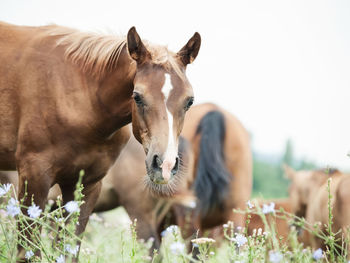 Portrait of horse standing on field against sky