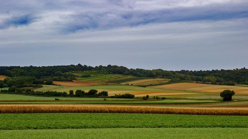 Scenic view of agricultural field against sky