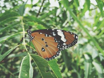 Close-up of butterfly perching on plant