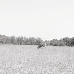 Dog on field against clear sky