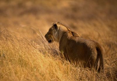 Rear view of lioness walking on field