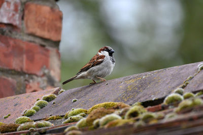 Close-up of bird perching on rock