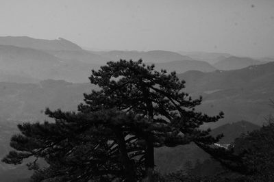 Tree by mountain against sky