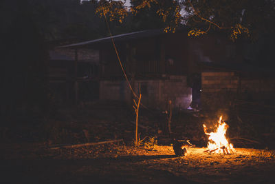 Fire on tree at night