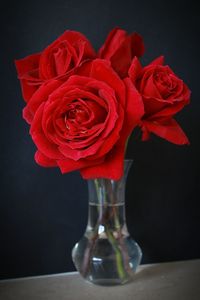 Close-up of red rose in vase