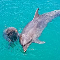 Turtle swimming in sea