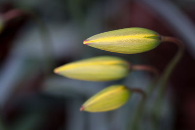 Close-up of yellow flowering plant