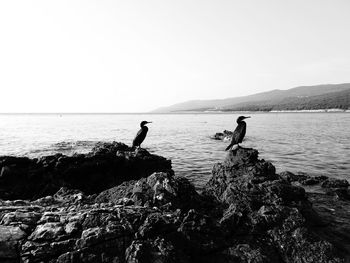 People on rocks by sea against clear sky