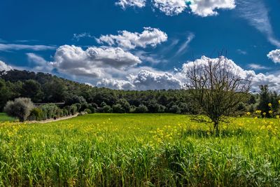 Scenic view of agricultural field against sky