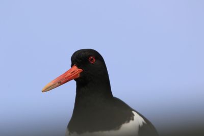 Close-up of a oystercatcher  against the sky