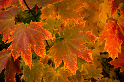 Close-up of maple leaves on plant during autumn