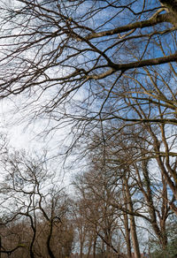 Low angle view of bare trees against sky