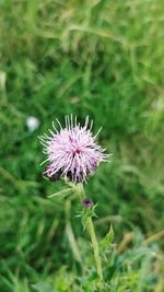 Close-up of purple thistle flower on field