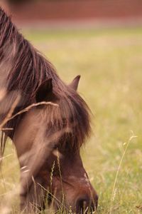 Horse standing in a field