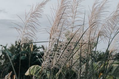 Close-up of stalks in field against sky