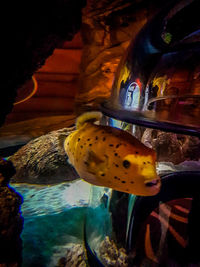 Close-up of turtle in aquarium