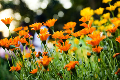 Close-up of yellow flowering plants on field