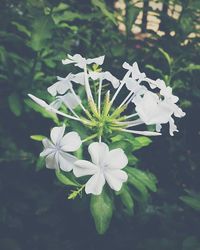 Close-up of white flowers