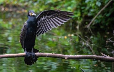 Bird sitting on perch 