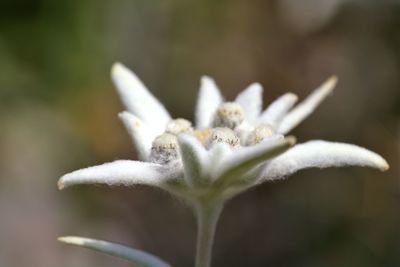 Close-up of white flowering plant