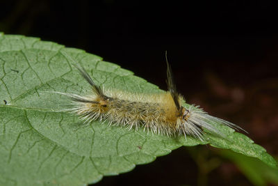 Close-up of insect on leaf