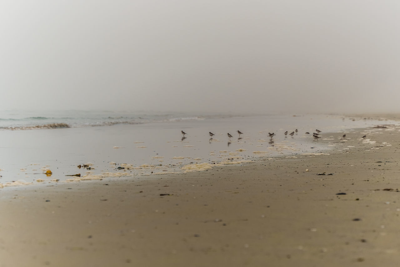 water, sand, sea, land, animal, animal themes, beach, animal wildlife, wildlife, wave, group of animals, nature, sky, shore, horizon, bird, morning, beauty in nature, large group of animals, body of water, scenics - nature, environment, ocean, no people, coast, horizon over water, natural environment, tranquility, landscape, outdoors, flock, wind wave, mammal, copy space, day, tranquil scene, motion, fog