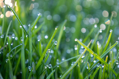 Close-up of wet plant during rainy season