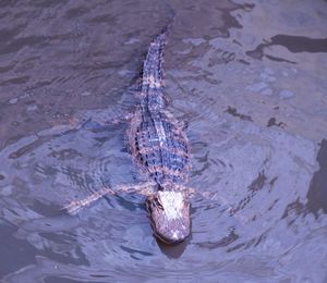 High angle view of crab swimming in lake