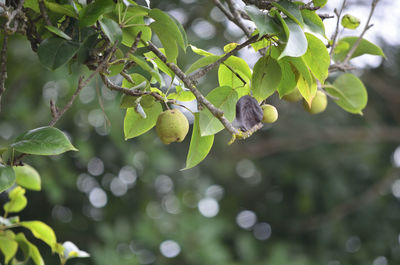 Close-up of berries growing on tree