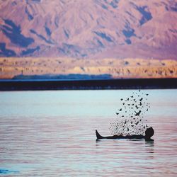 Silhouette man swimming in lake with birds against mountains