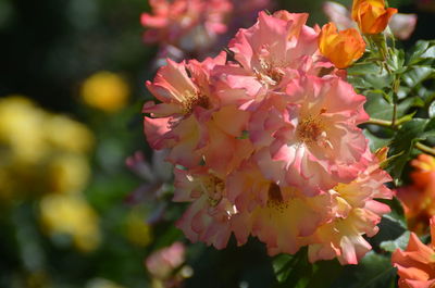Close-up of pink cherry blossoms