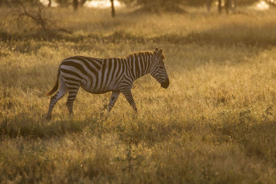 Side view of zebra walking on field