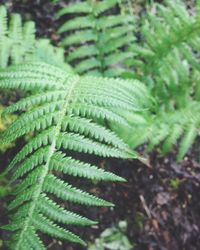 Close-up of green leaves