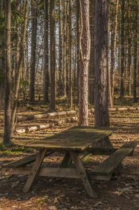 Trees in forest