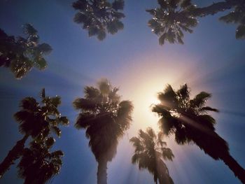 Low angle view of palm trees against sky